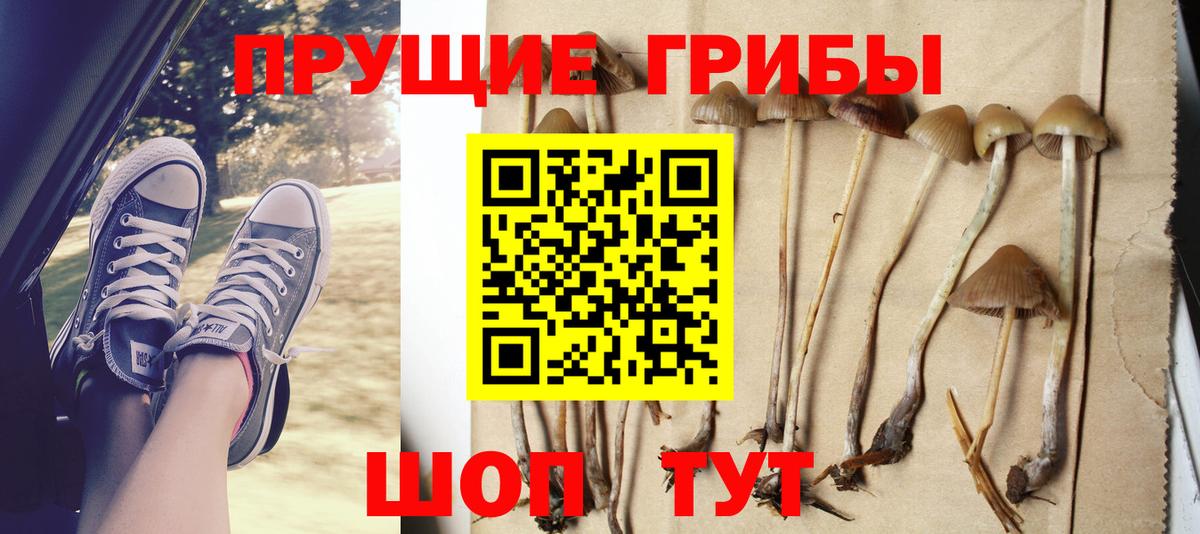 Псилоцибиновые грибы Cubensis Протвино